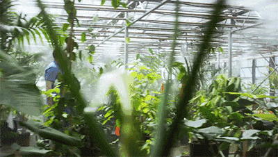 亞馬遜瘋了！7年砸250億，把熱帶雨林“搬進(jìn)”辦公室